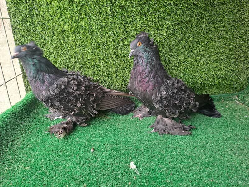 Supreme Quality Frillback breeding pair Pigeons/ kabooter 18