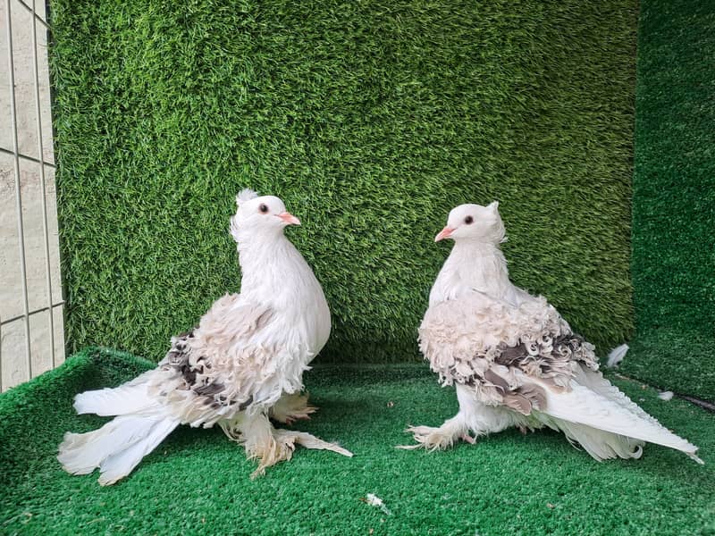 Supreme Quality Frillback breeding pair Pigeons/ kabooter 19