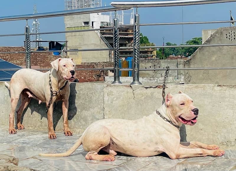 Dogo Argentino 0