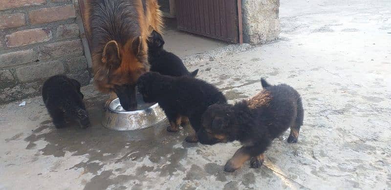 long coat German shepherd puppies for sale/03415771355 0