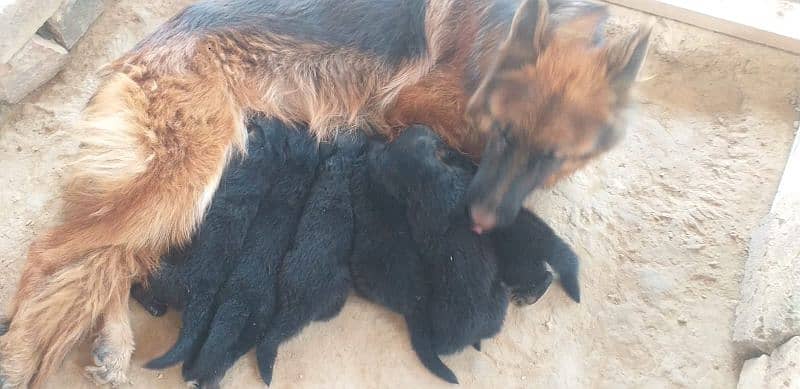 long coat German shepherd puppies for sale/03415771355 1