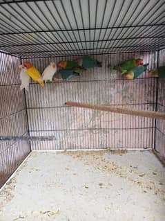 Bird's for sell urgent