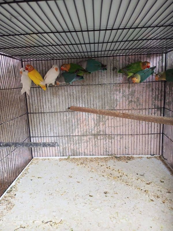 Bird's for sell urgent 0