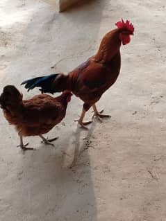 Desi hen and cock for sale