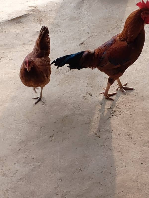 Desi hen and cock for sale 2