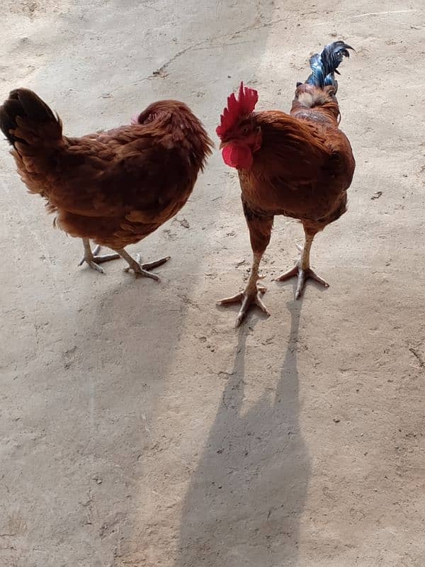 Desi hen and cock for sale 3