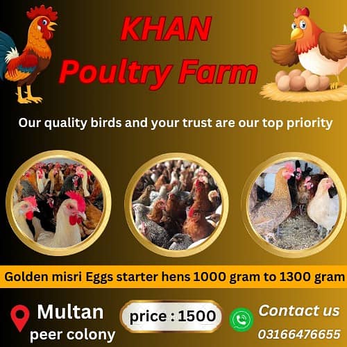 Golden Misri hens | eggs laying hens | Misri murghi | starter hens 0