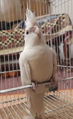 white cocktail breeder for sale singing bhi krta hai