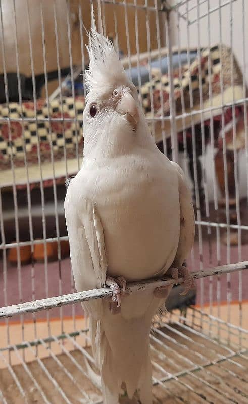 white cocktail breeder for sale singing bhi krta hai 0