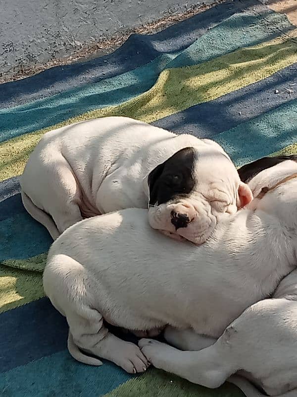 high quality Pakistani bulldog, bully puppies available 0