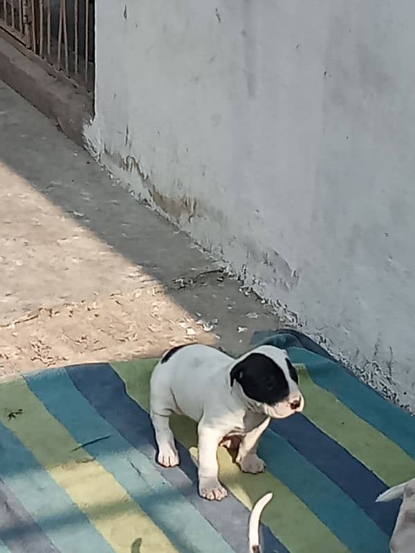 high quality Pakistani bulldog, bully puppies available 1