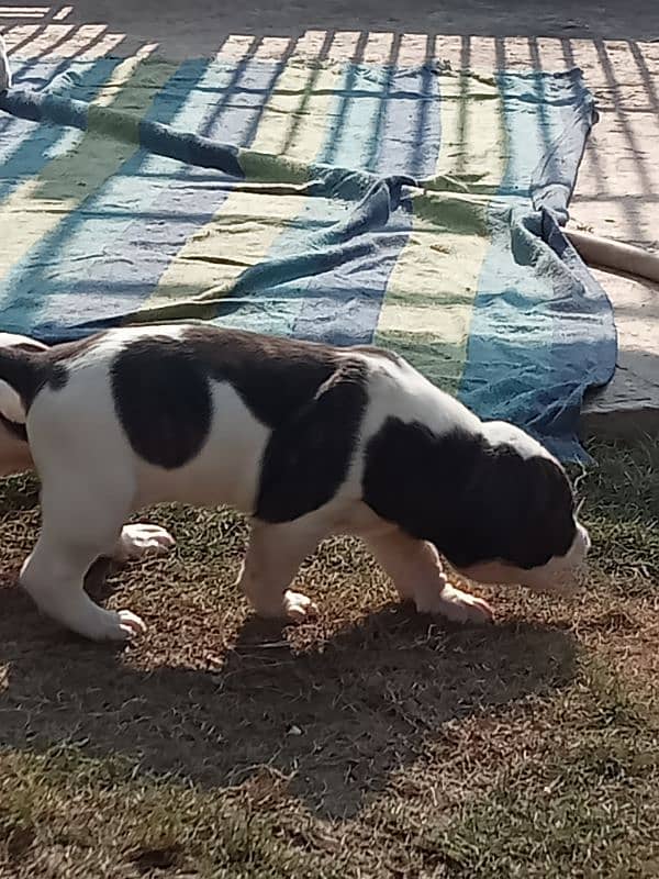 high quality Pakistani bulldog, bully puppies available 2