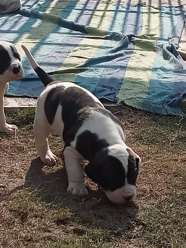 high quality Pakistani bulldog, bully puppies available 3