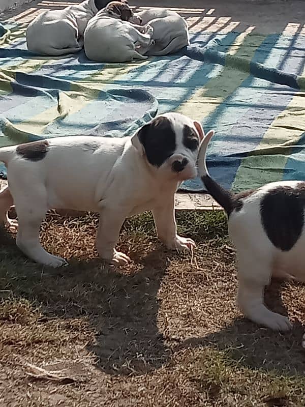 high quality Pakistani bulldog, bully puppies available 4