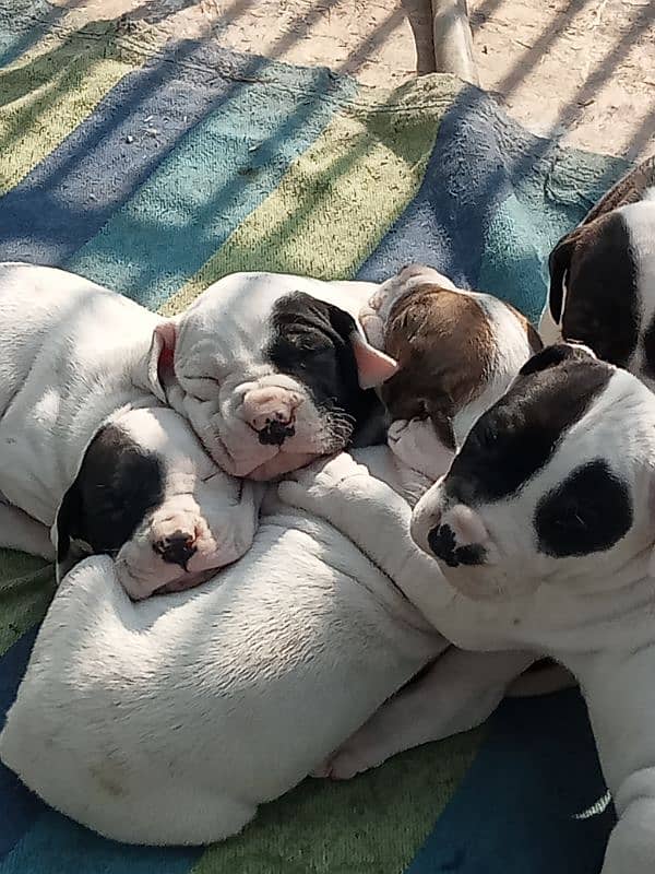 high quality Pakistani bulldog, bully puppies available 5