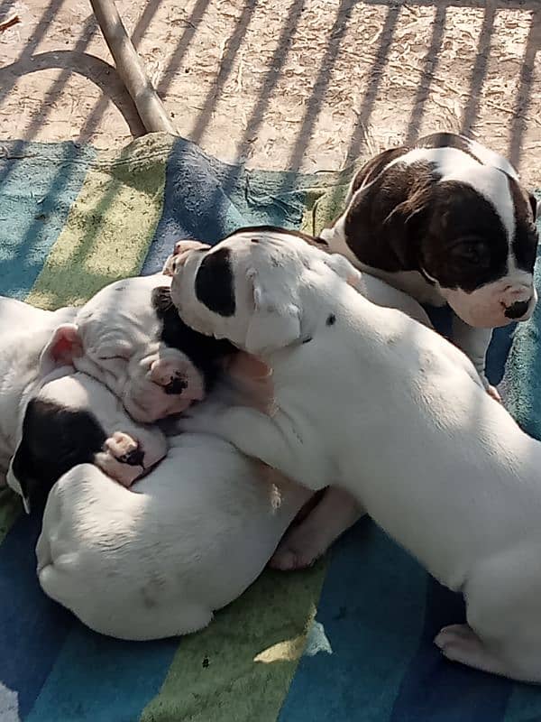 high quality Pakistani bulldog, bully puppies available 6