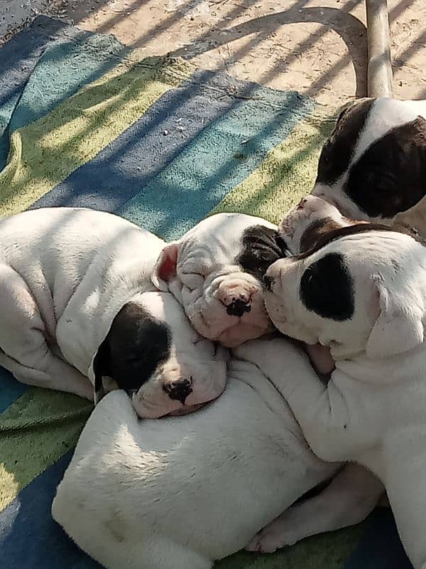 high quality Pakistani bulldog, bully puppies available 7