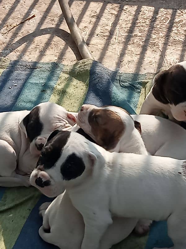 high quality Pakistani bulldog, bully puppies available 8