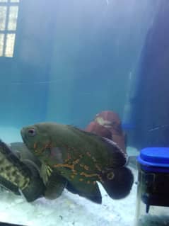 Tiger oscar and snakehead (channa)