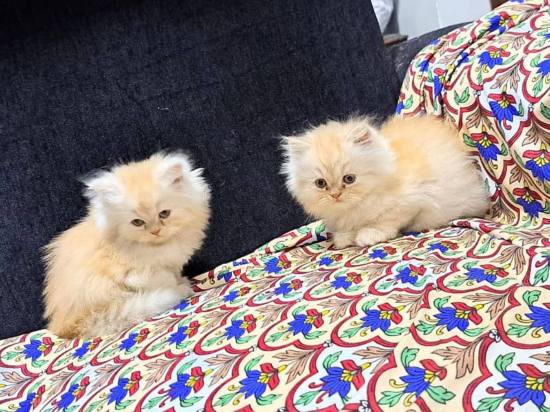 Persian kittens Available Whatsapp number 03251905001 1