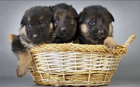 Double Coat German Shepherd Puppies For Sale or Exchange Possible Also