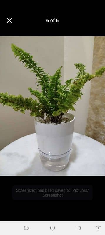 self sipper watering pots and plant 0