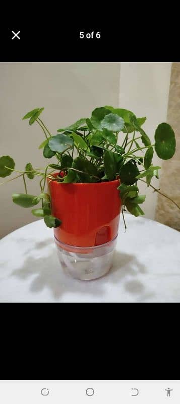 self sipper watering pots and plant 1