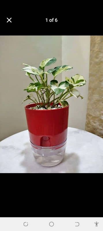 self sipper watering pots and plant 2