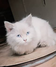 PERSIAN FEMALE CAT