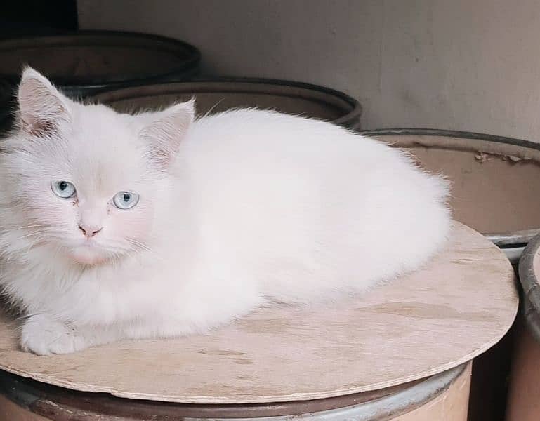 PERSIAN FEMALE CAT 1