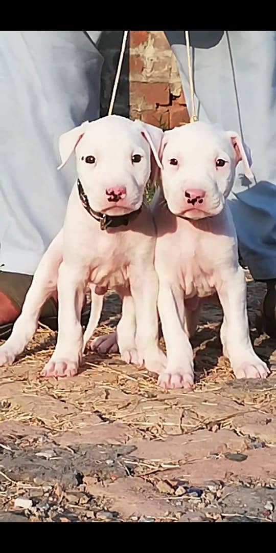 Kohati Gultair Dog Puppies | Kohati Gultair Pair | Kohati Dog 0