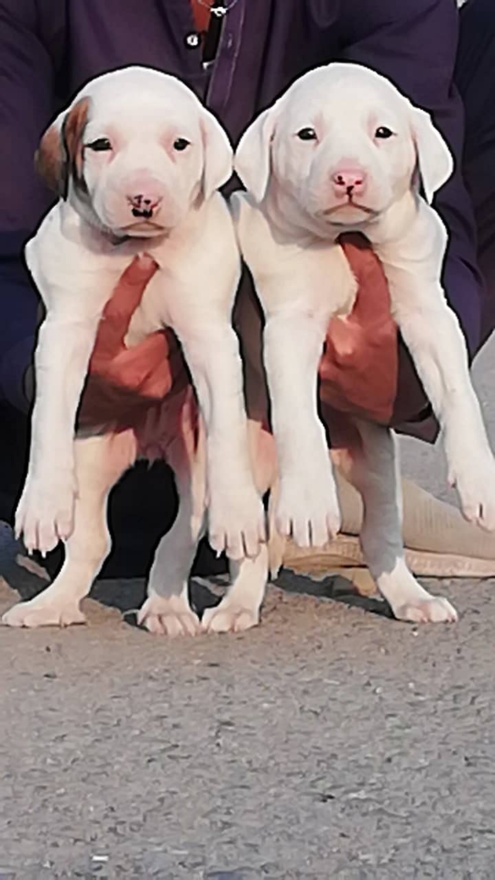 bully dog / bully pair for sale 0