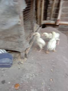 pure white Heera aseel chicks N egg sale.