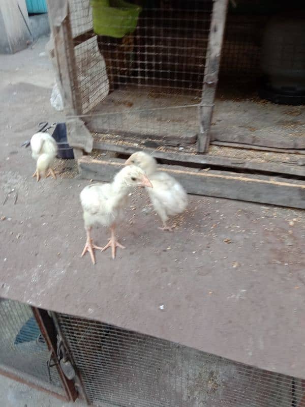 pure white Heera aseel chicks N egg sale. 1