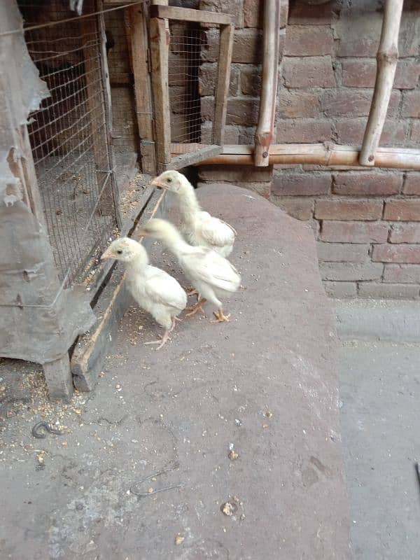 pure white Heera aseel chicks N egg sale. 2