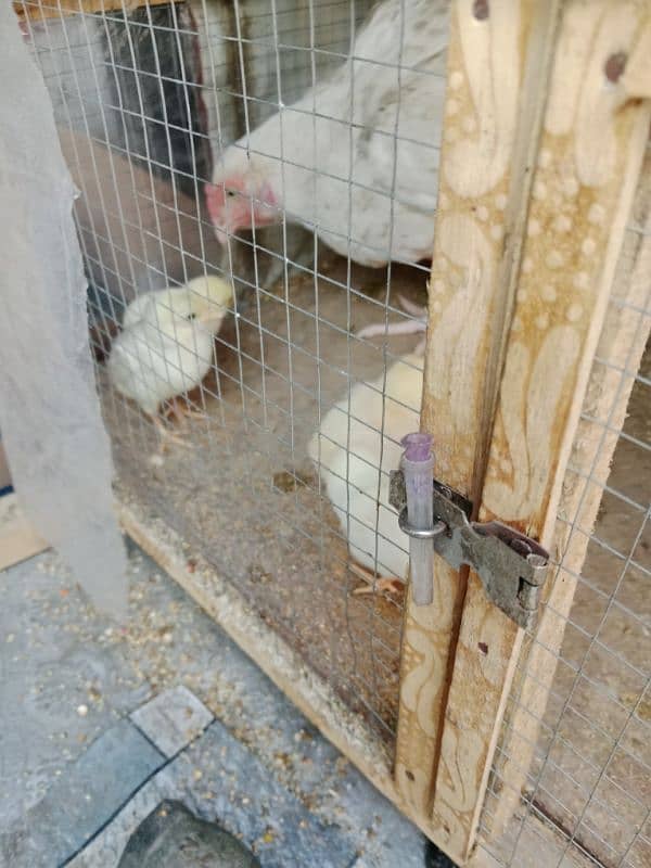 pure white Heera aseel chicks N egg sale. 3