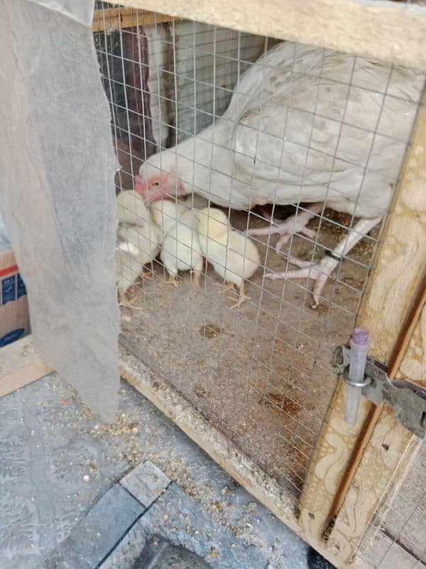 pure white Heera aseel chicks N egg sale. 5