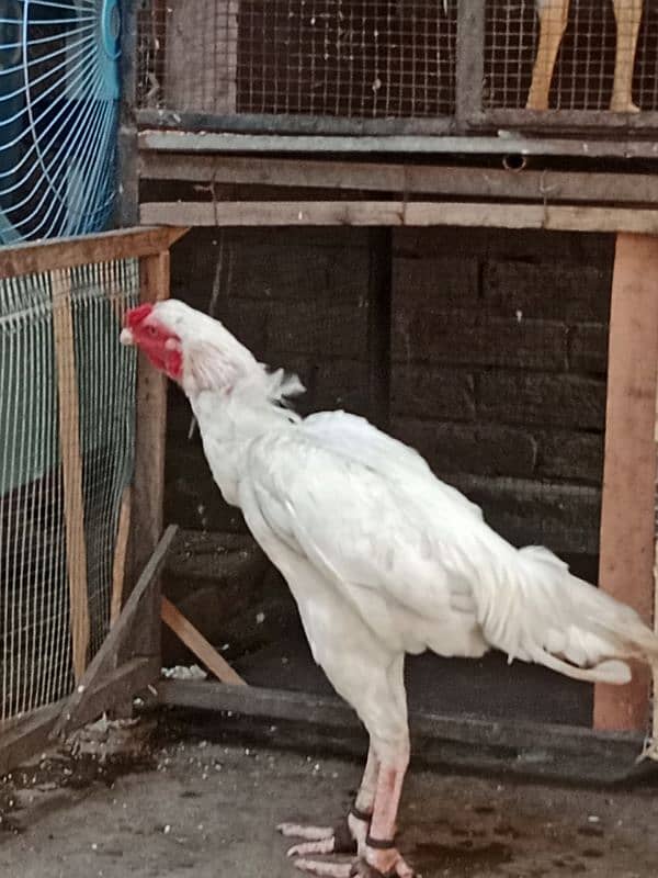 pure white Heera aseel chicks N egg sale. 8