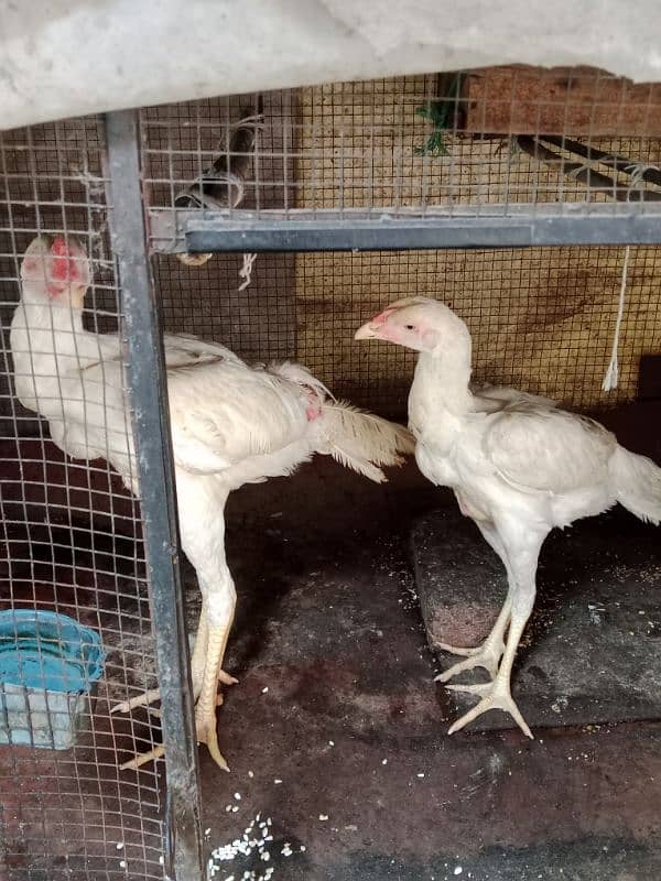 pure white Heera aseel chicks N egg sale. 9