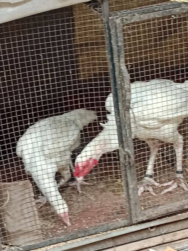 pure white Heera aseel chicks N egg sale. 10