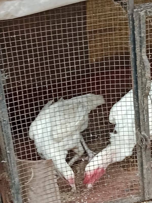 pure white Heera aseel chicks N egg sale. 11