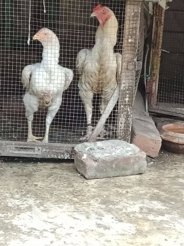 pure white Heera aseel chicks N egg sale. 12