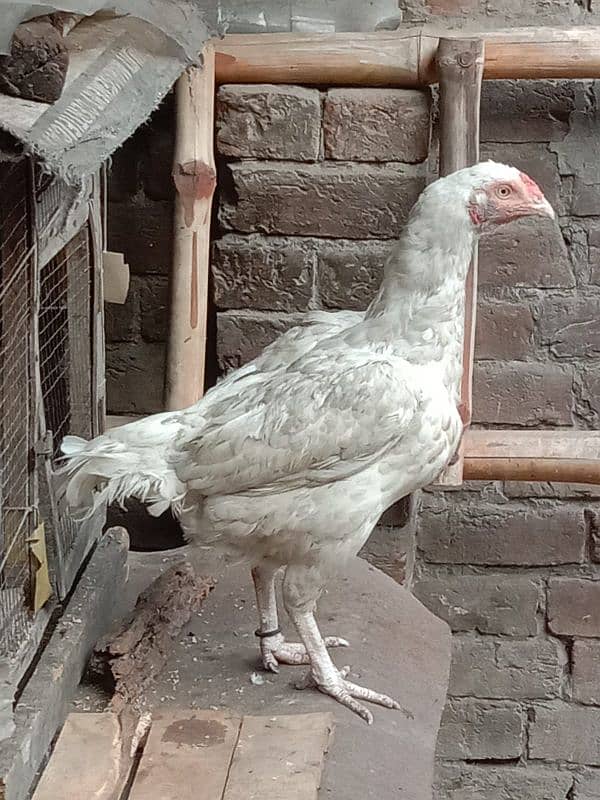 pure white Heera aseel chicks N egg sale. 13