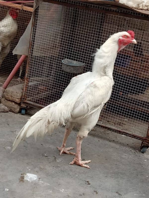 pure white Heera aseel chicks N egg sale. 14