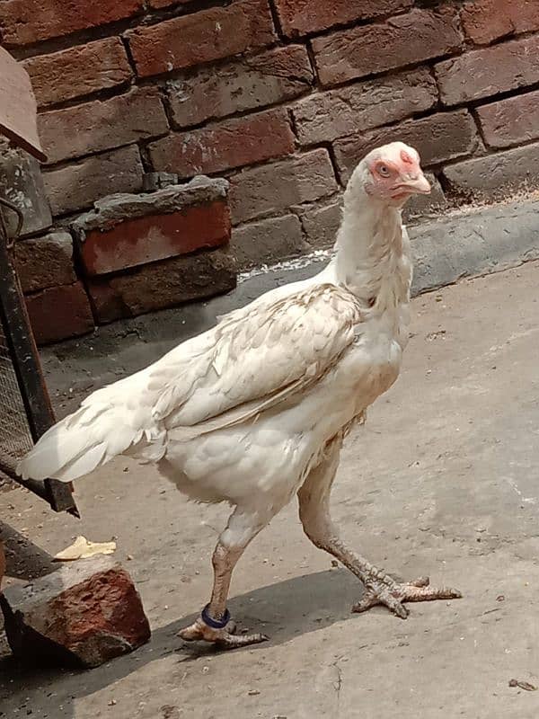 pure white Heera aseel chicks N egg sale. 16