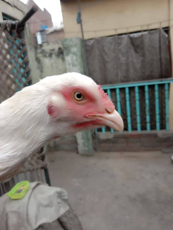 pure white Heera aseel chicks N egg sale. 17