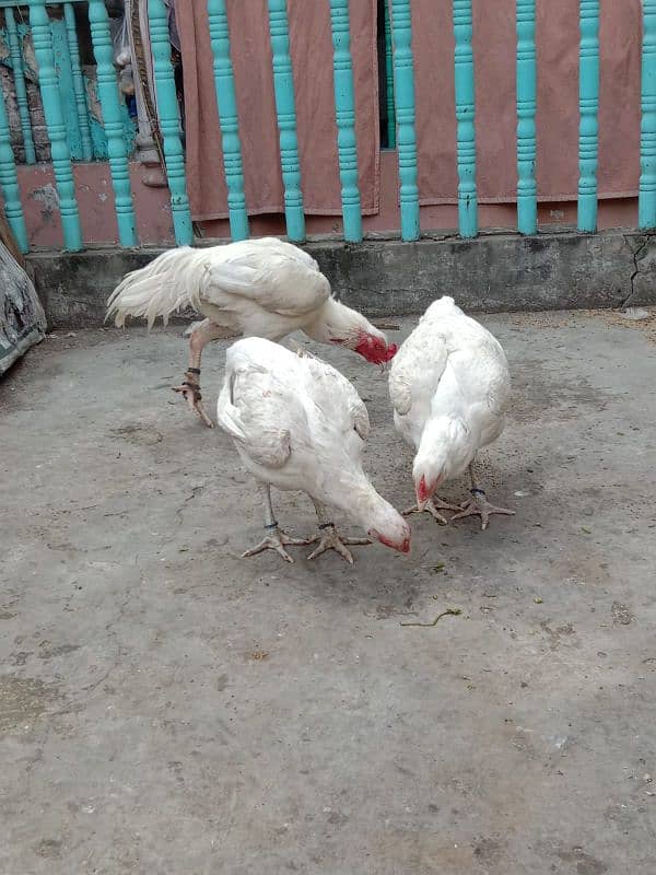 pure white Heera aseel chicks N egg sale. 18