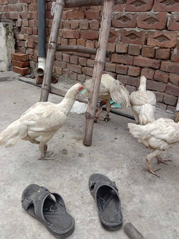 pure white Heera aseel chicks N egg sale. 19