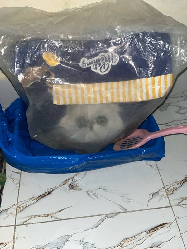 Persian double coat doll face cat purely litre trained 2