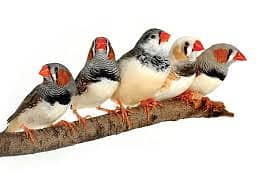 Finches Breeder Colony For Sale 400 RS. 0